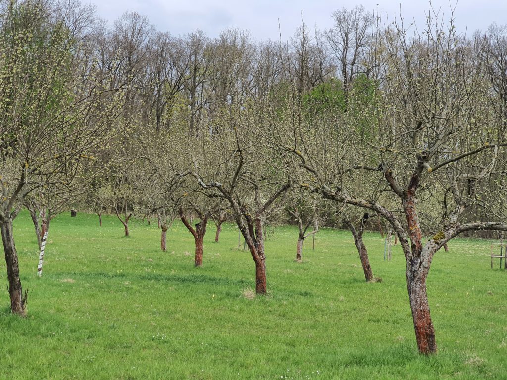 Streuobstwiese